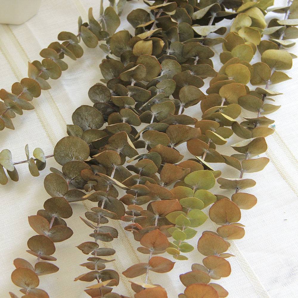 Natural Eucalyptus Leaf Dried Flowers Bouquet Boho Home Decor Dry Eucalyptus Flower 10 pcs - TheWellBeing4All