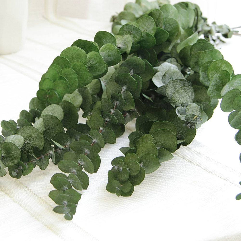 Natural Eucalyptus Leaf Dried Flowers Bouquet Boho Home Decor Dry Eucalyptus Flower 10 pcs - TheWellBeing4All
