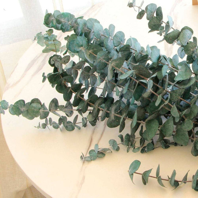 Natural Eucalyptus Leaf Dried Flowers Bouquet Boho Home Decor Dry Eucalyptus Flower 10 pcs - TheWellBeing4All