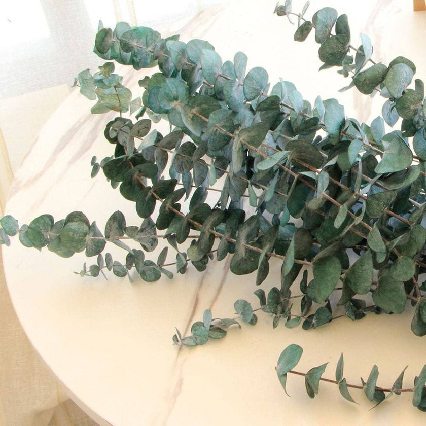 Natural Eucalyptus Leaf Dried Flowers Bouquet Boho Home Decor Dry Eucalyptus Flower 10 pcs - TheWellBeing4All
